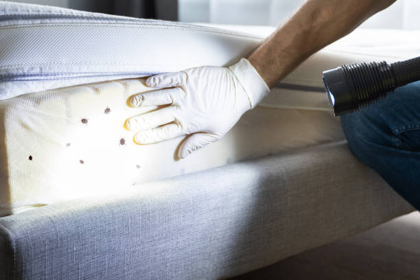 Flea Control Services in Nebraska City, NE
