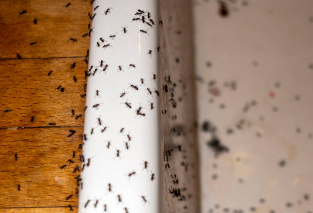 Best Wasp Removal Services  in Braska City, NE