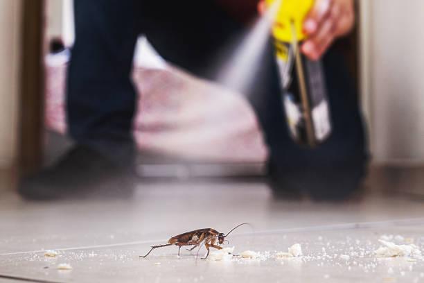 Best Affordable Pest Control Services  in Braska City, NE